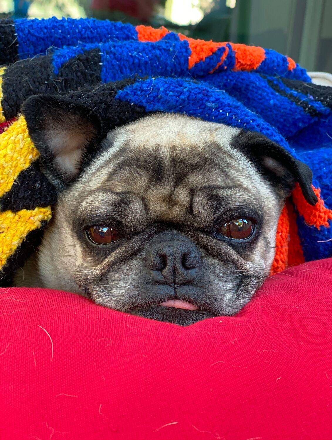 A pug wrapped in a colorful blanket, resting his chin on a red cushion