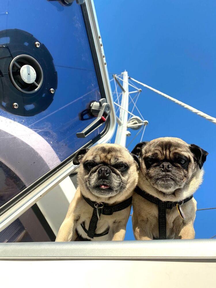 Colonel Mustard and Mr. Pickles peeking over the side of Some Tuesday