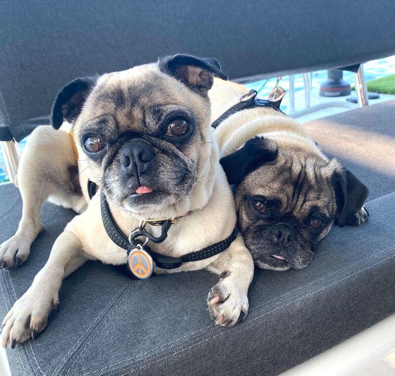 Colonel Mustard and Mr. Pickles curled up on a cockpit cushion