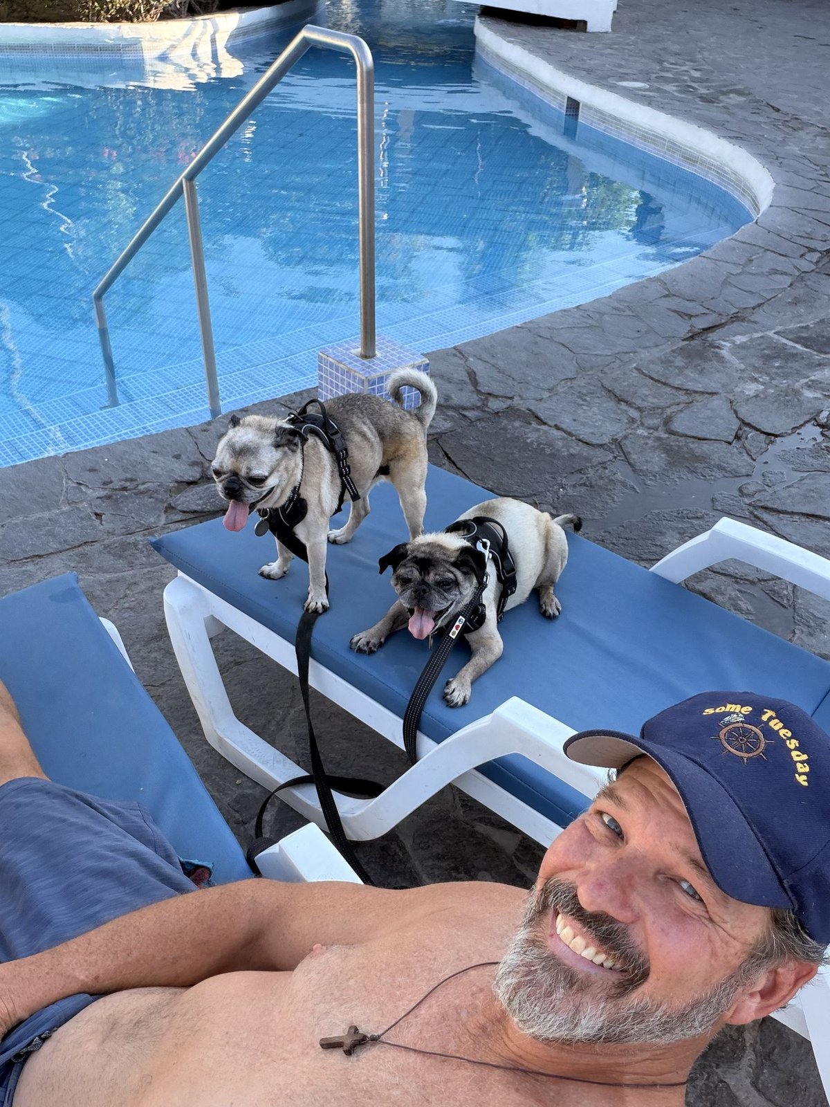 Two pugs on the deck beside the hotel pool, with palms behind them