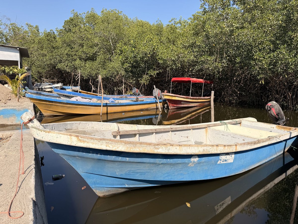 Pangas with outboards on the green water of the estuary, palms along the shore