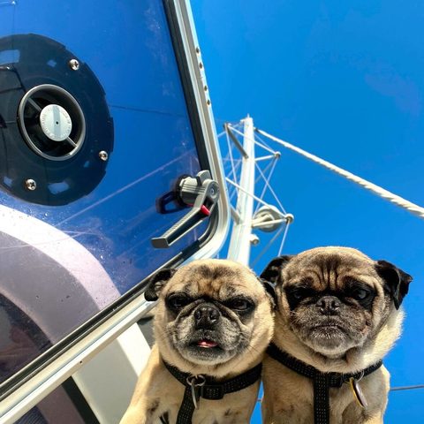 Mr. Pickles and Colonel Mustard in their harnesses aboard Some Tuesday
