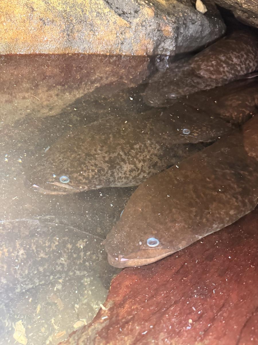 Sacred eels in shallow water at Baie de Faie, Huahine, with people standing in the stream