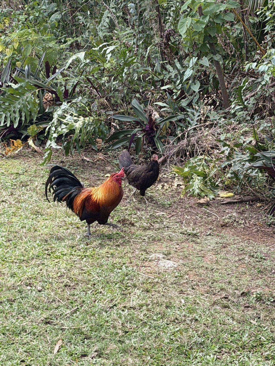 Two roosters standing in the grass among green plants