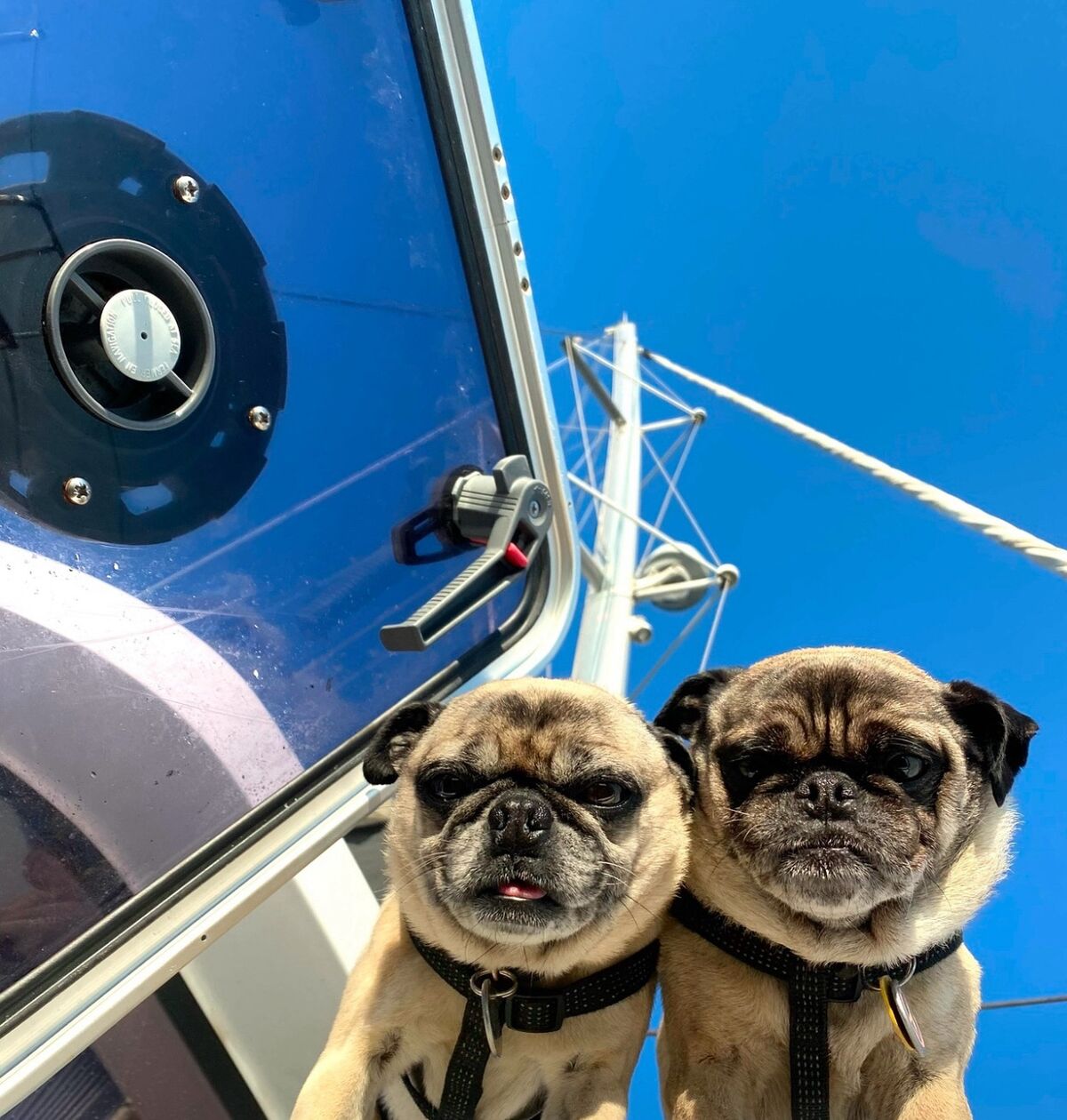 Mr. Pickles and Colonel Mustard side by side at an open hatch aboard Some Tuesday, blue sky behind them