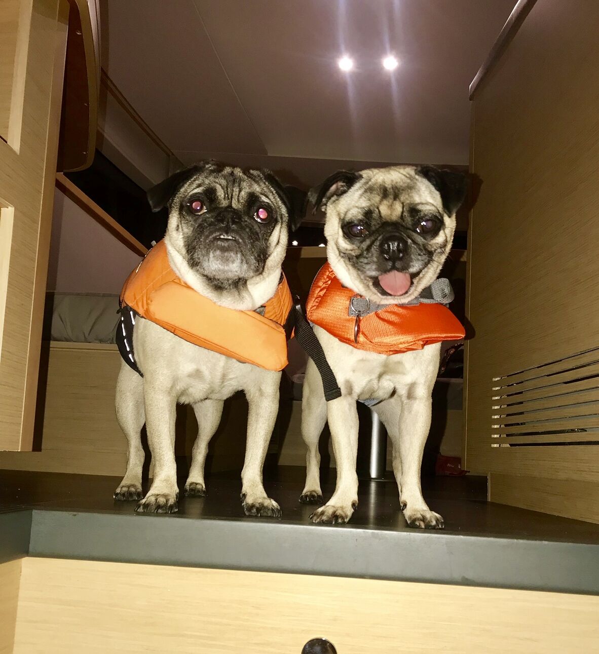 Both pugs in orange life jackets, standing together aboard the boat