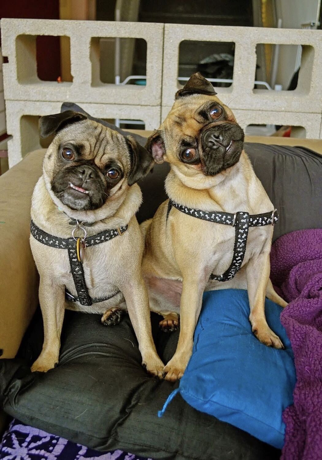 The two pugs in matching harnesses, pressed shoulder to shoulder on a cushion