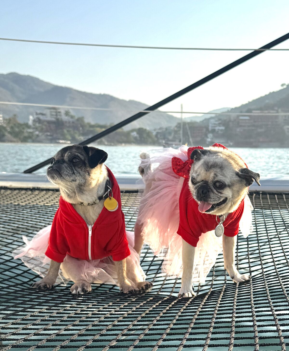 Both pugs in red outfits on the catamaran&rsquo;s trampoline, with green hills and a bay behind them