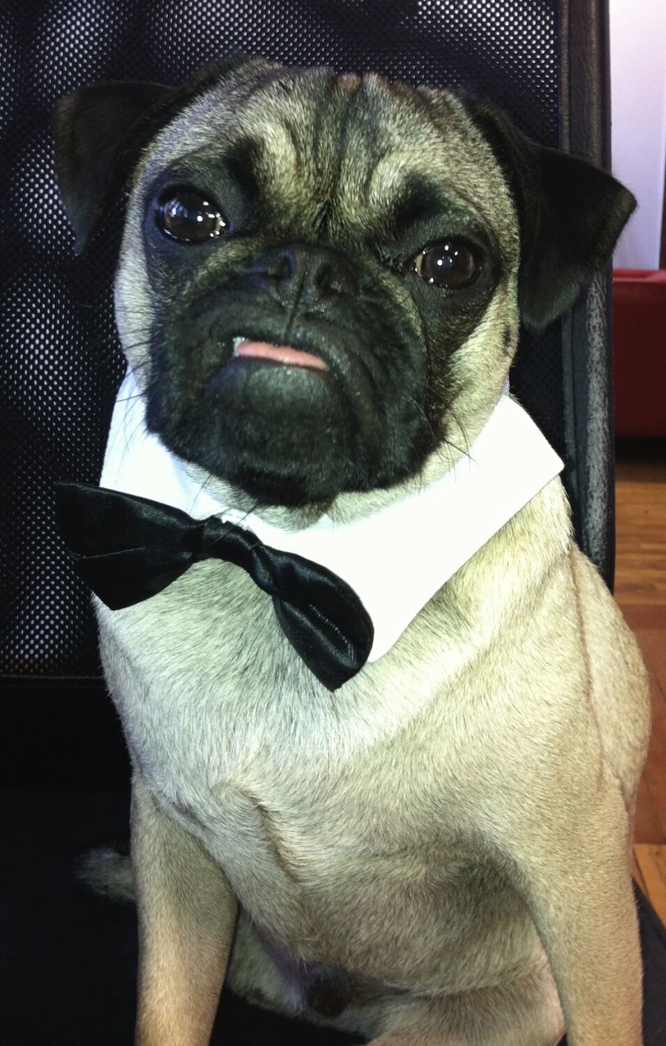 A pug in a white collar and black bow tie