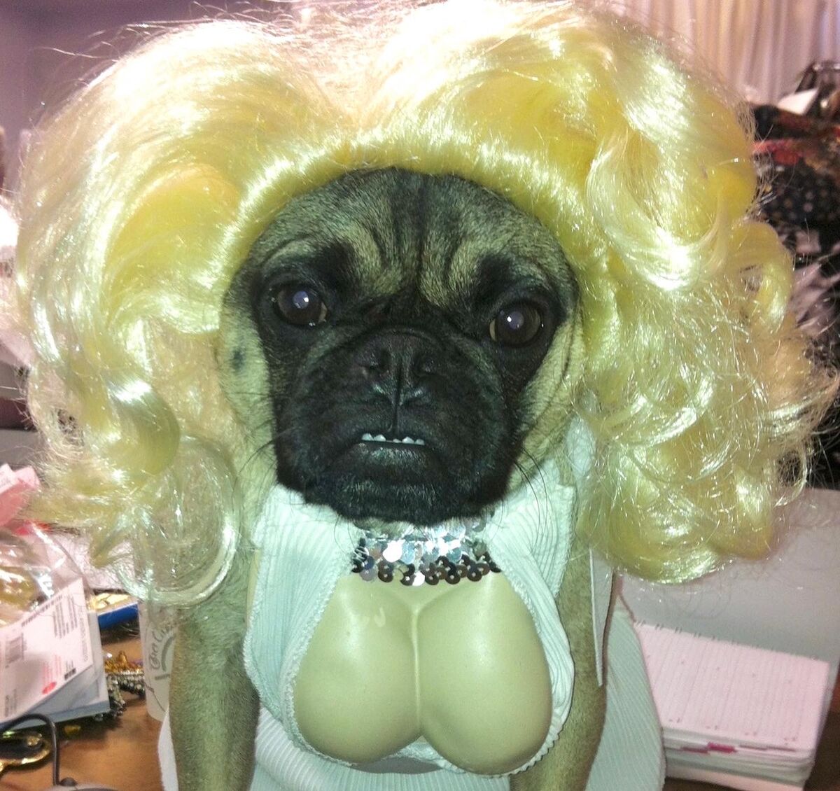 A pug in a blonde wig and costume