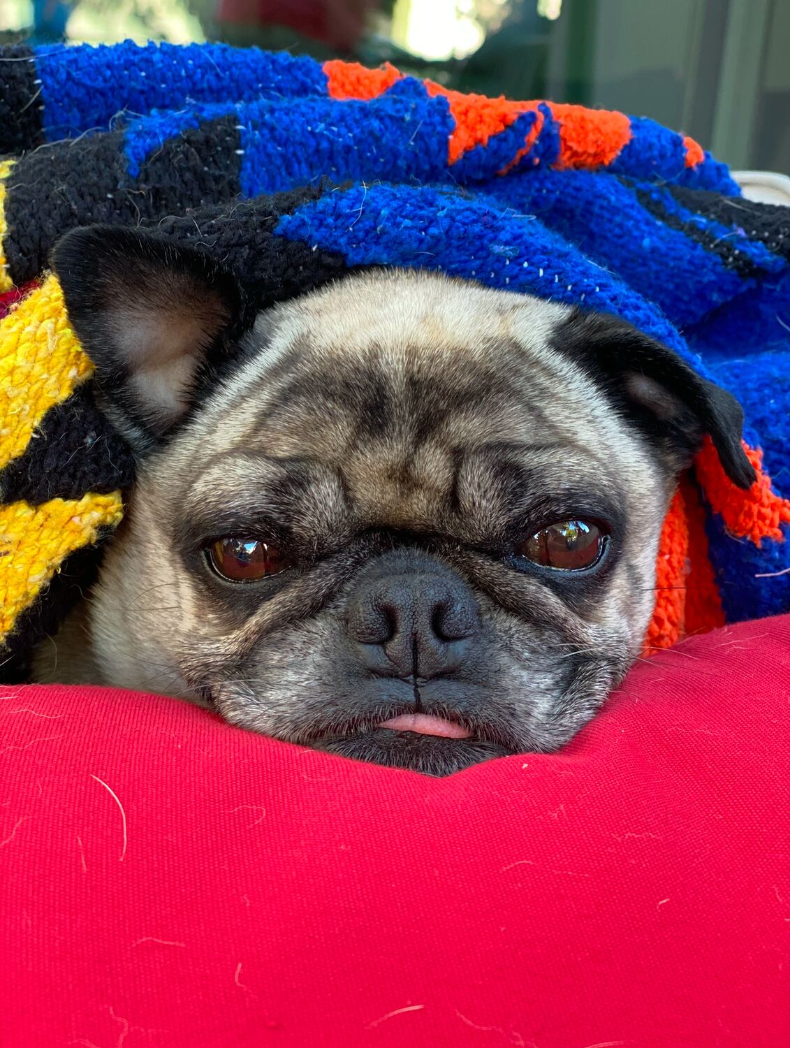 A pug wrapped in a colorful blanket, resting his chin on a red cushion