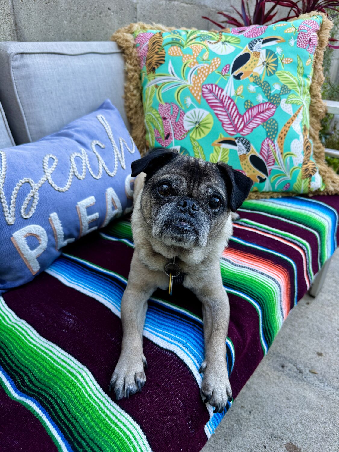 A pug lying on a striped blanket in the cockpit beside a pillow that says &ldquo;Beach Please&rdquo;