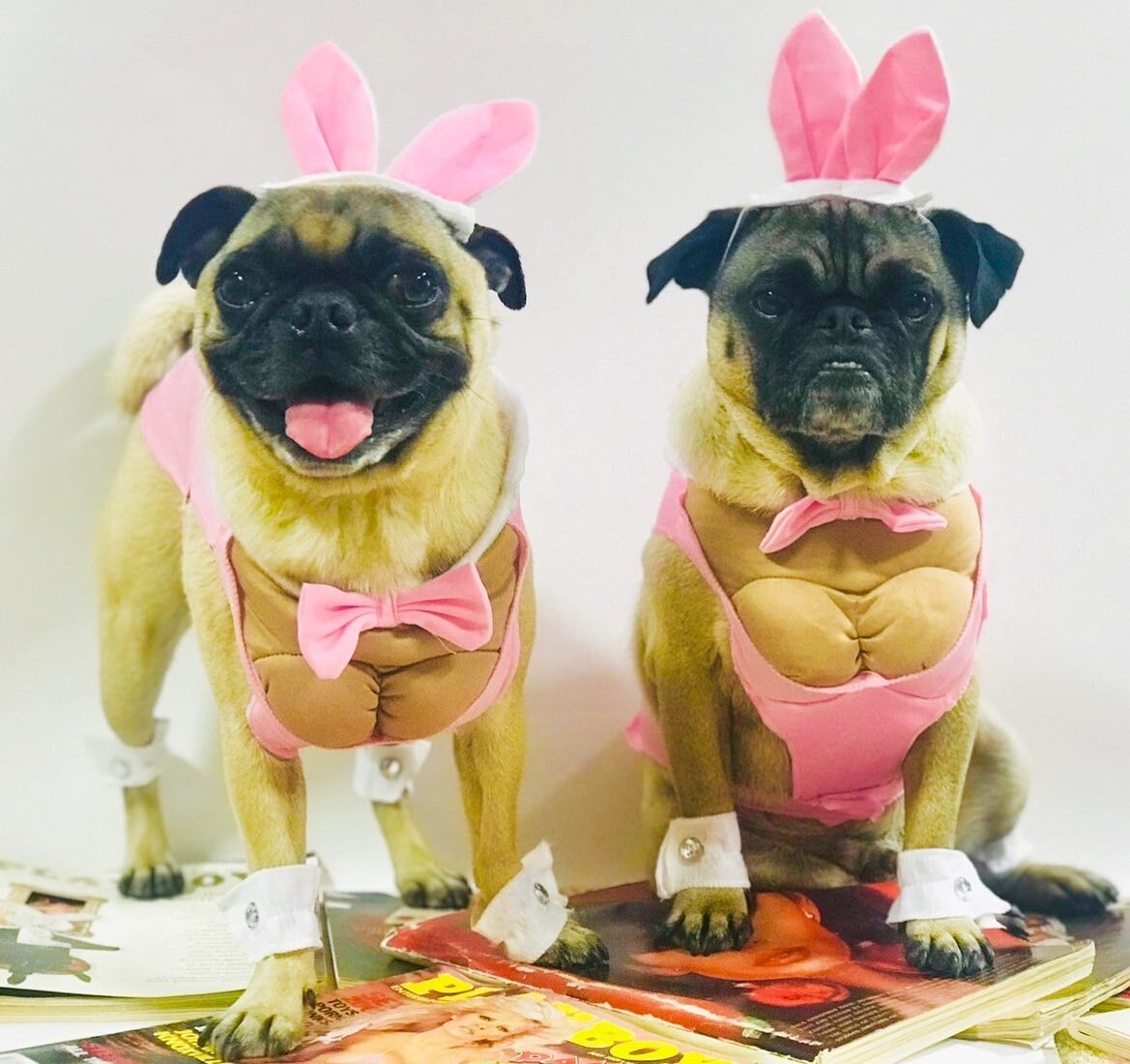 Both pugs in pink bunny ears and costumes