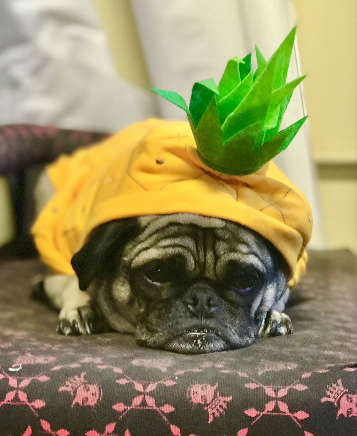 A pug in a pineapple costume, lying down