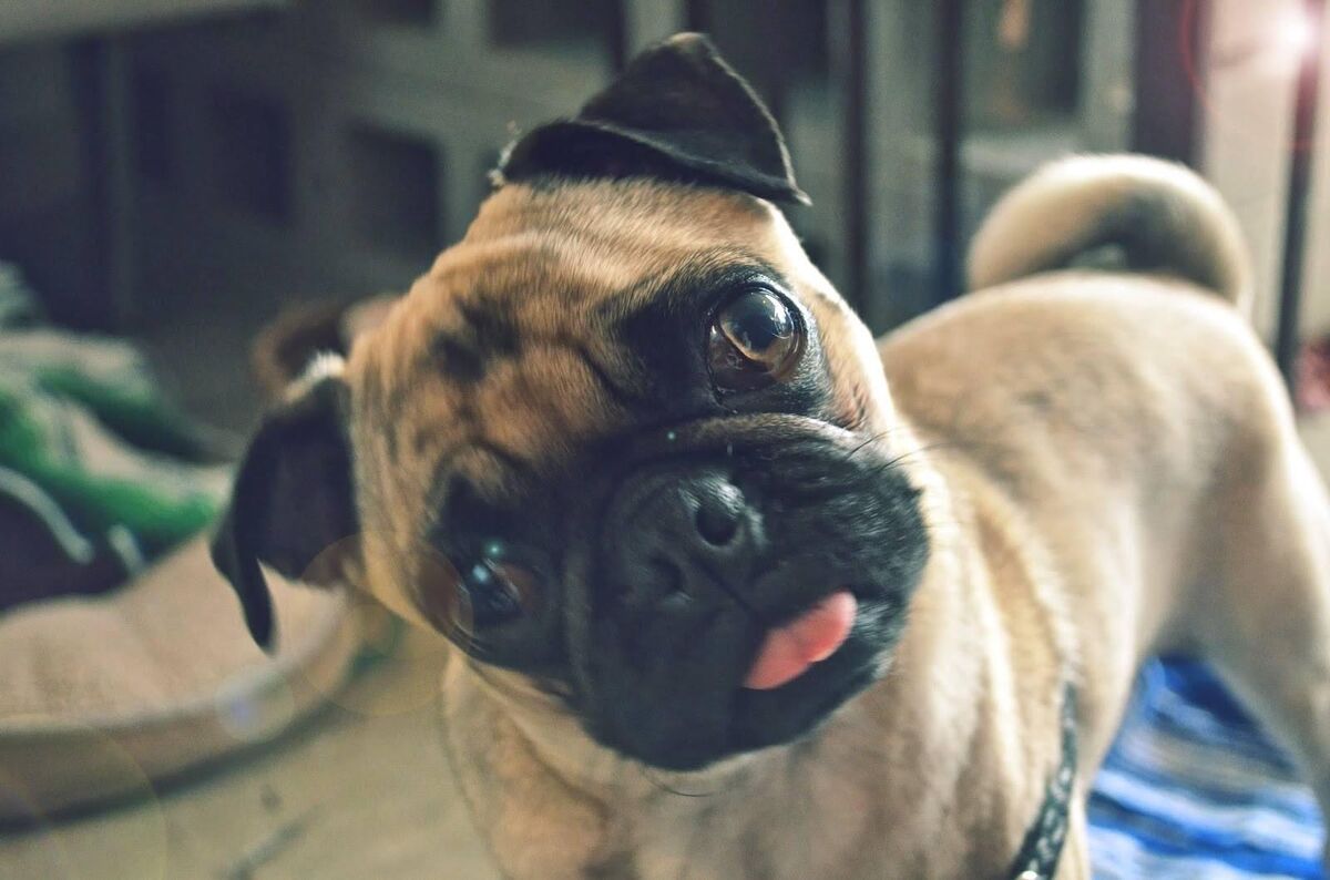 A pug in a tiny hat, head tilted toward the camera