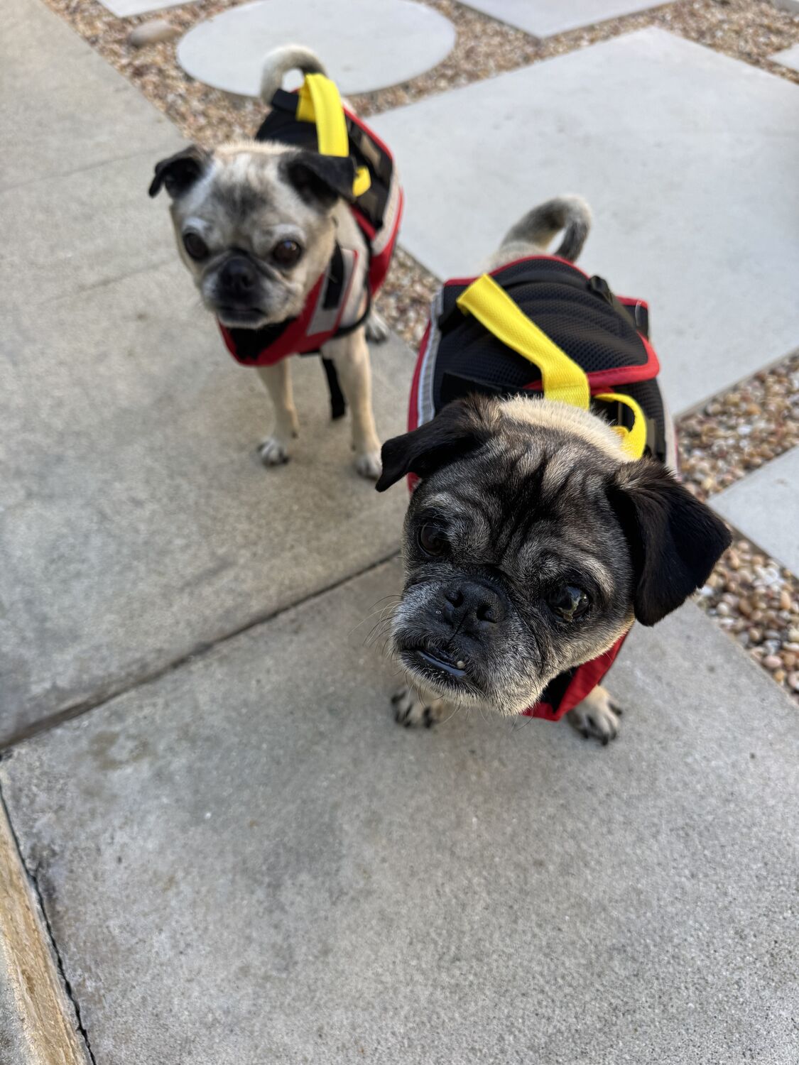 Both pugs dressed in costumes on a paved path