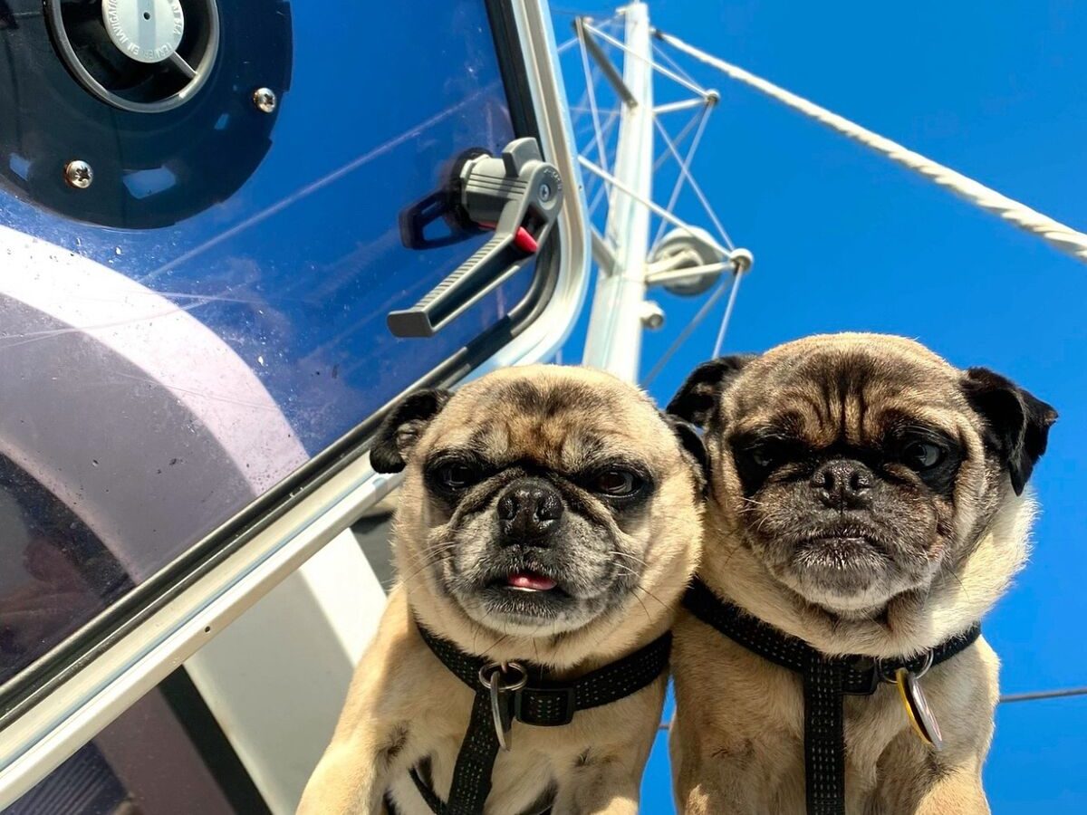 Mr. Pickles and Colonel Mustard side by side, peering down through an open hatch aboard Some Tuesday