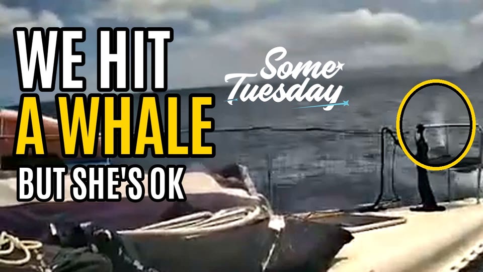 Livestream frame from the deck of Some Tuesday on the Tonga to Fiji passage: a person at the rail with a whale spout circled in yellow, the title We Hit a Whale, But she&rsquo;s OK, and the Some Tuesday logo
